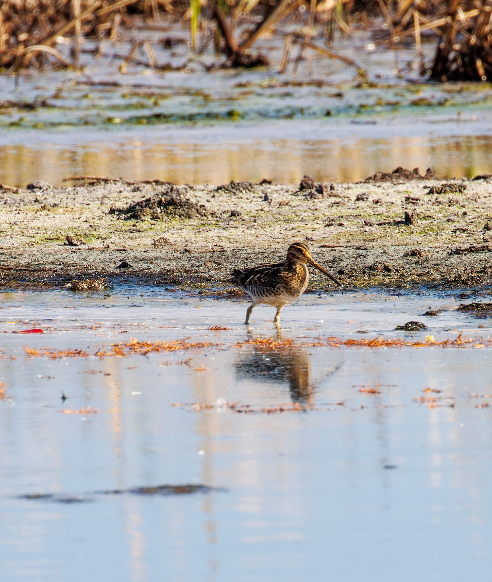 Wilson's Snipe - ML645733608