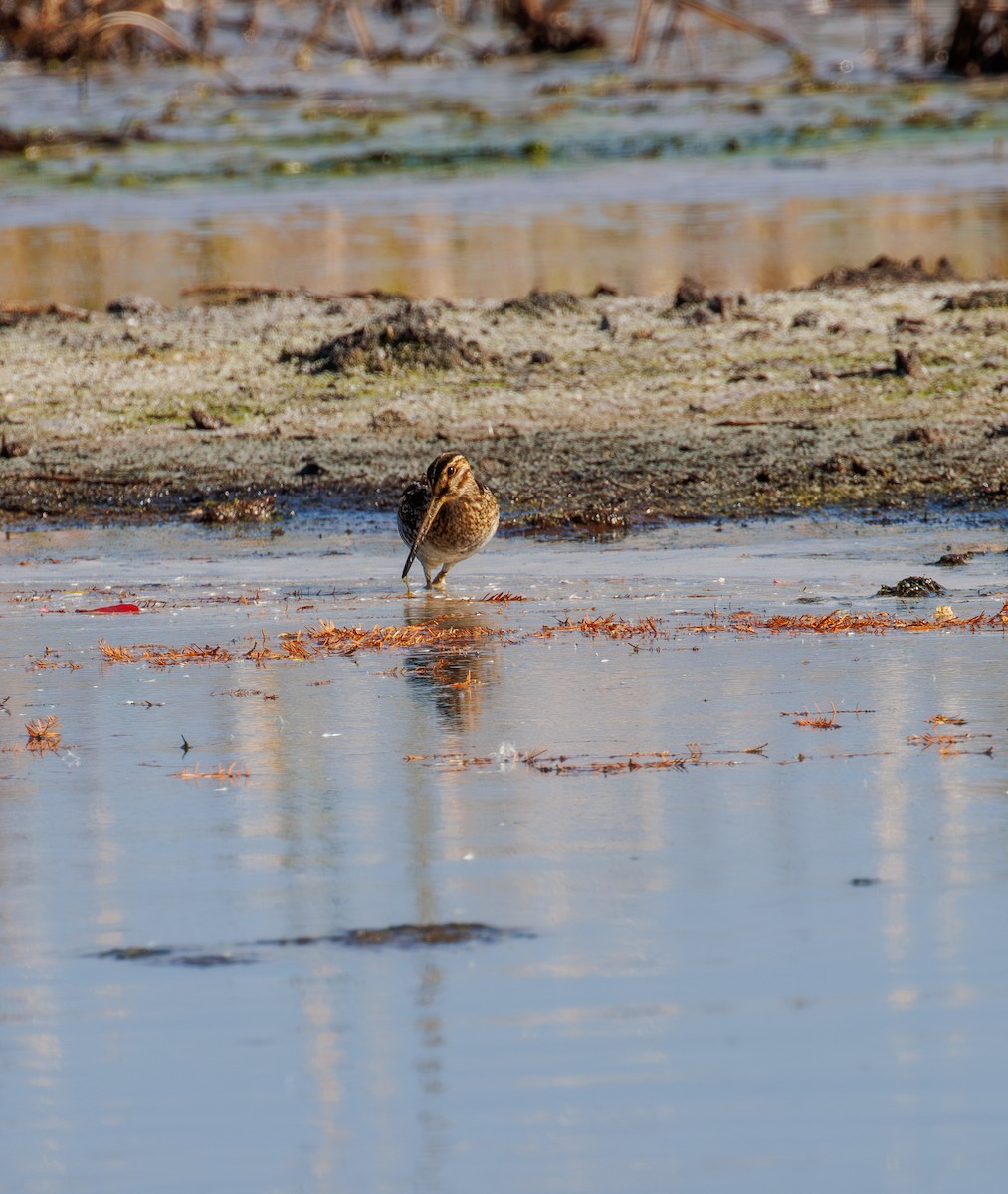 Wilson's Snipe - ML645733609