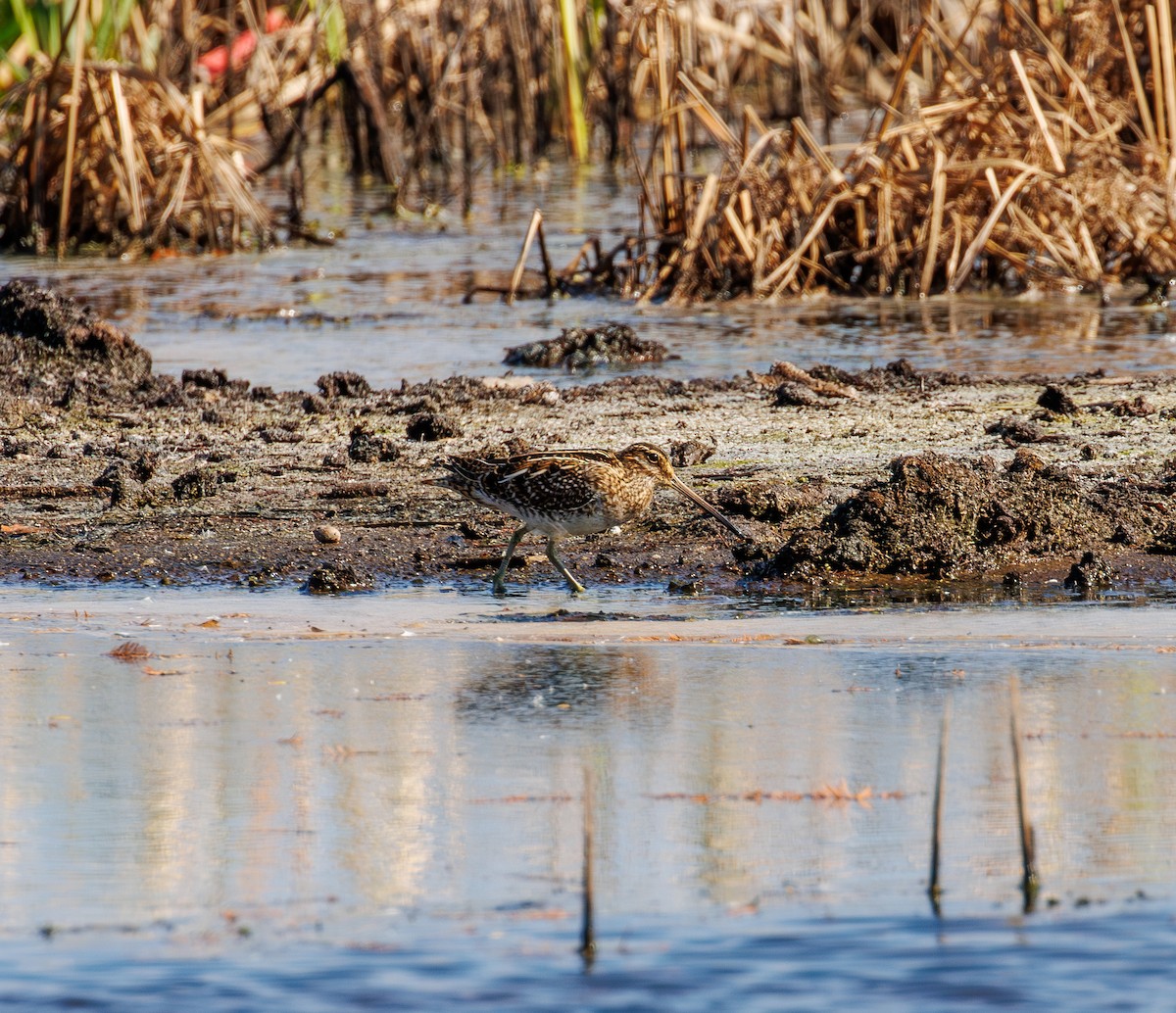Wilson's Snipe - ML645733610