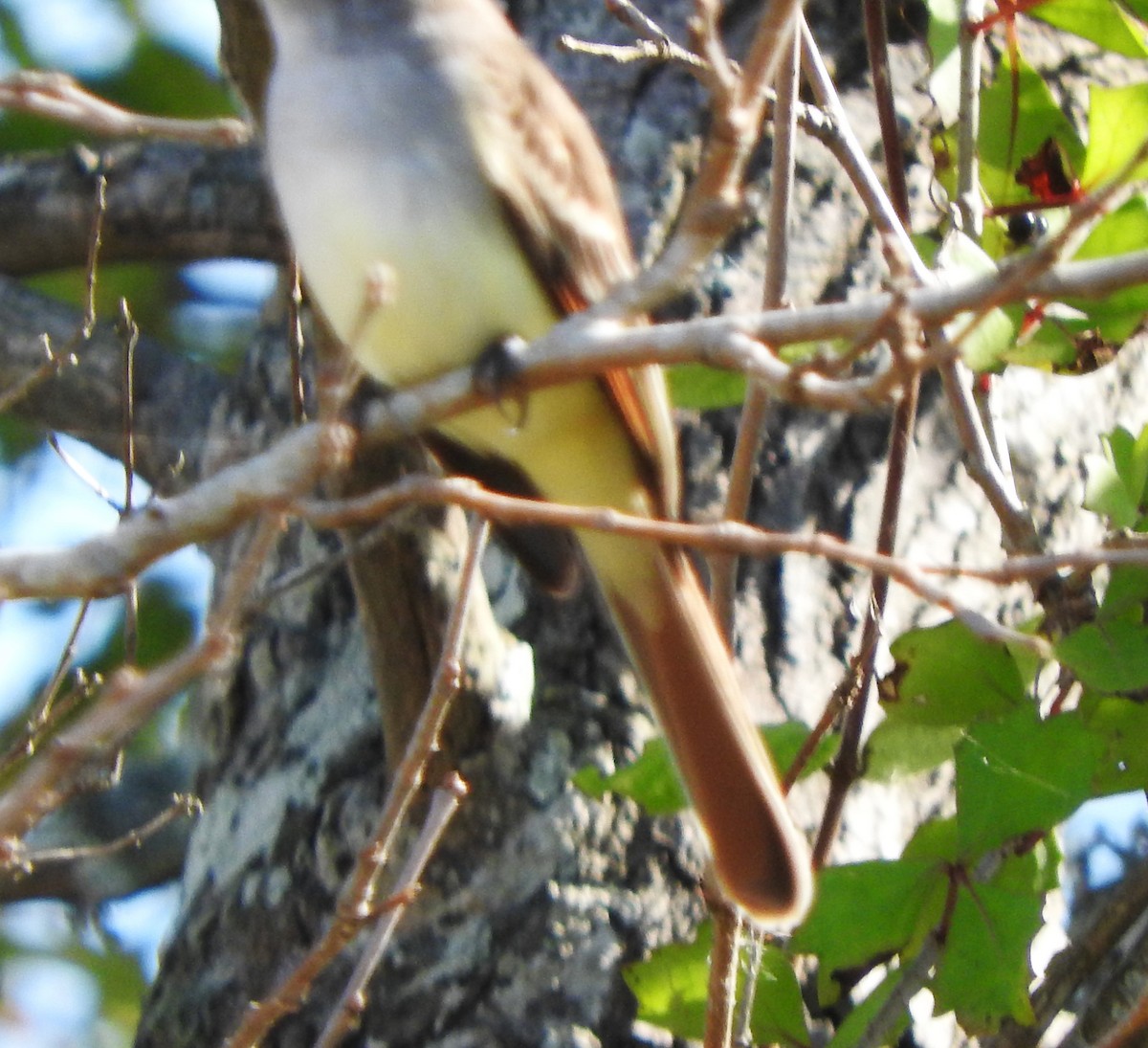 passerine sp. - ML645733611