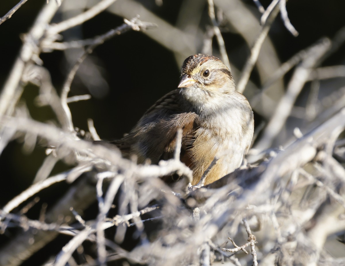 Swamp Sparrow - ML645733613