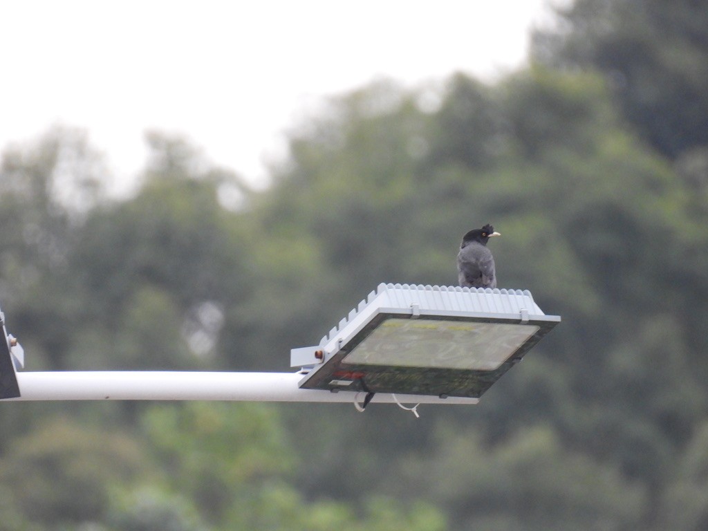 Crested Myna - ML645733614