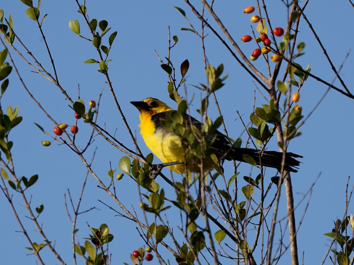 Oriole Blackbird - ML645733615