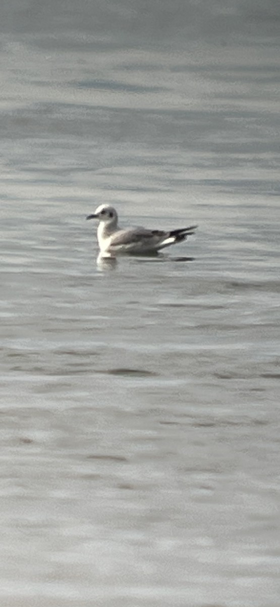 Bonaparte's Gull - ML645733632