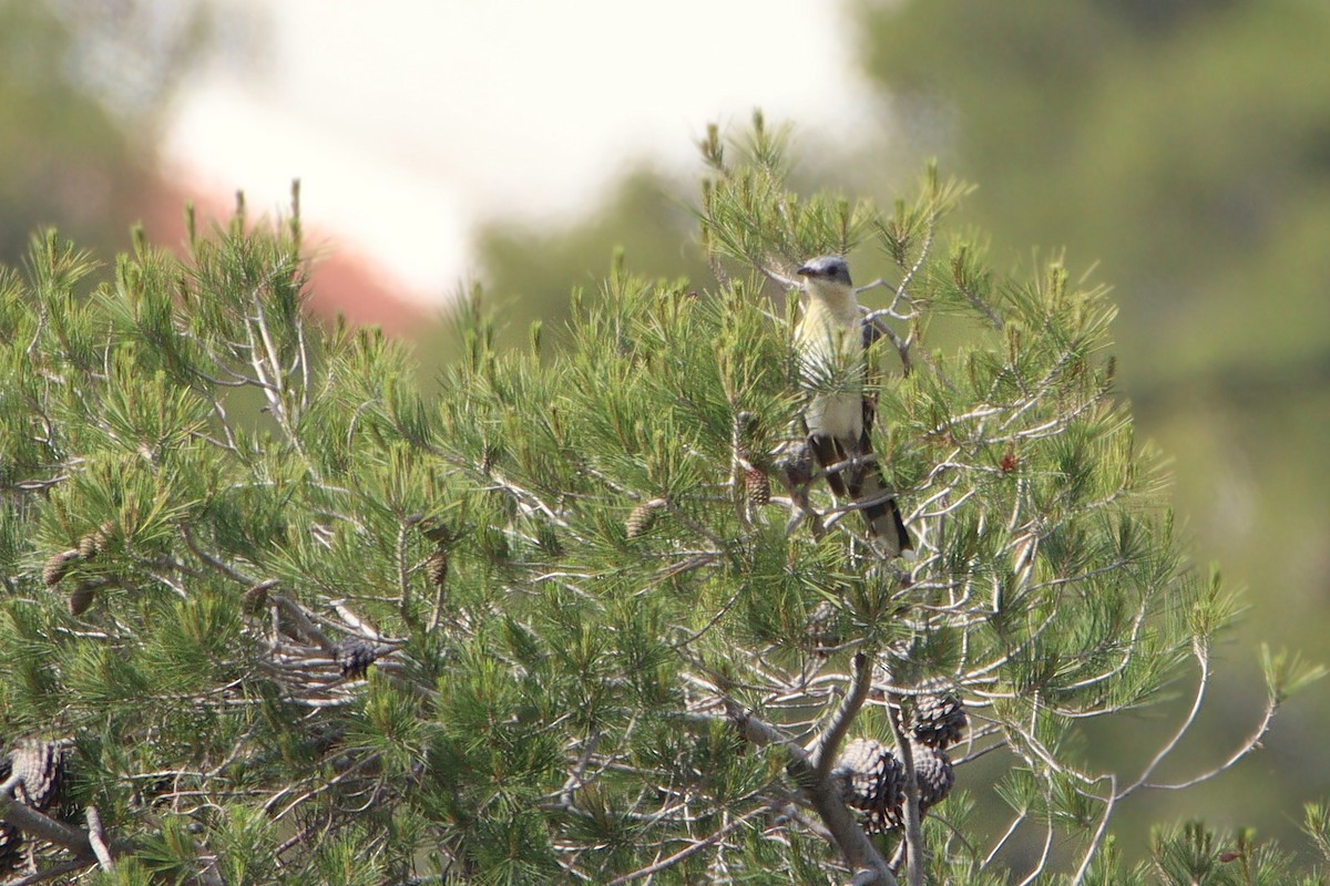 קוקיה מצויצת - ML645733644