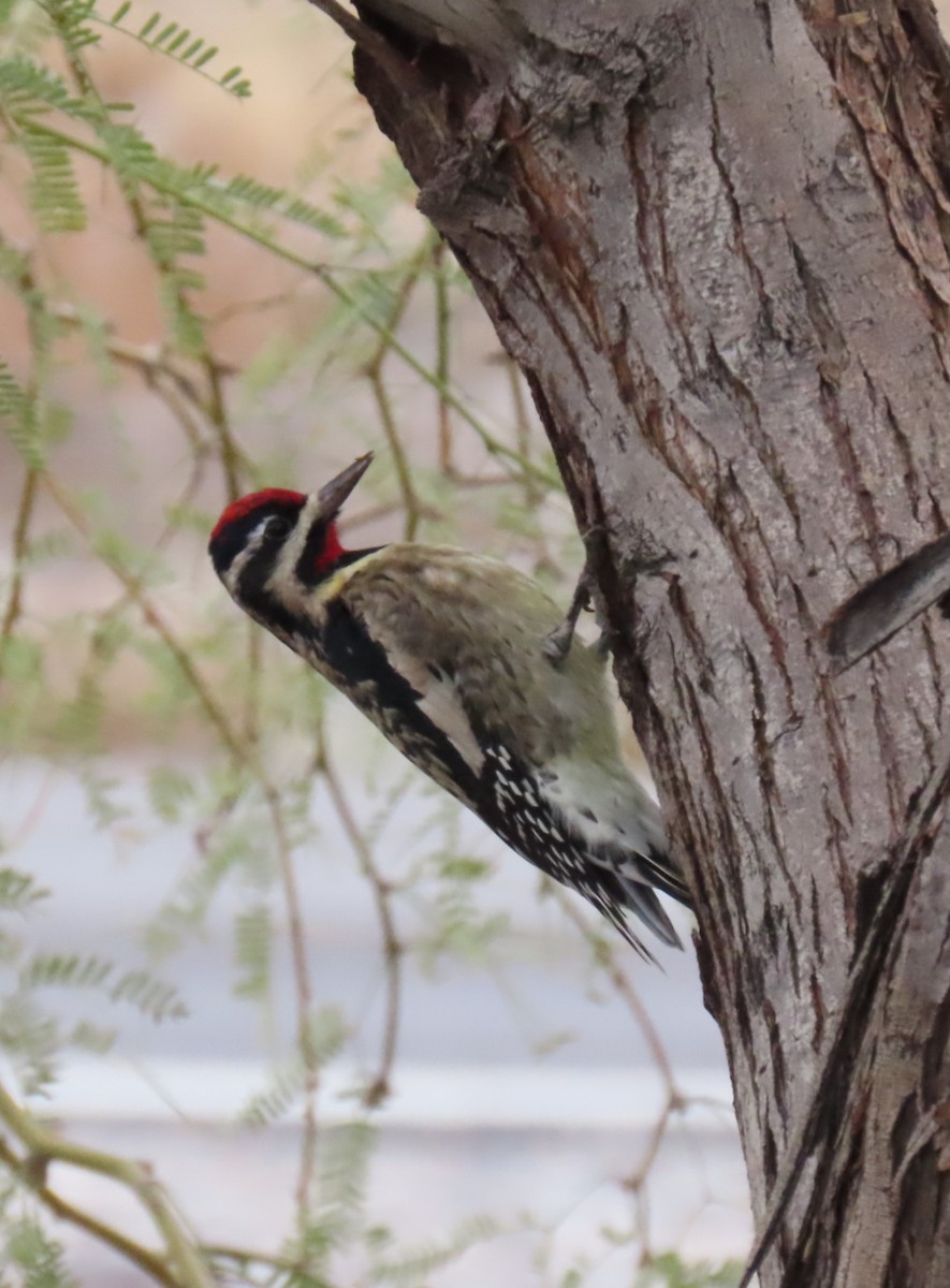 Yellow-bellied Sapsucker - ML645733662