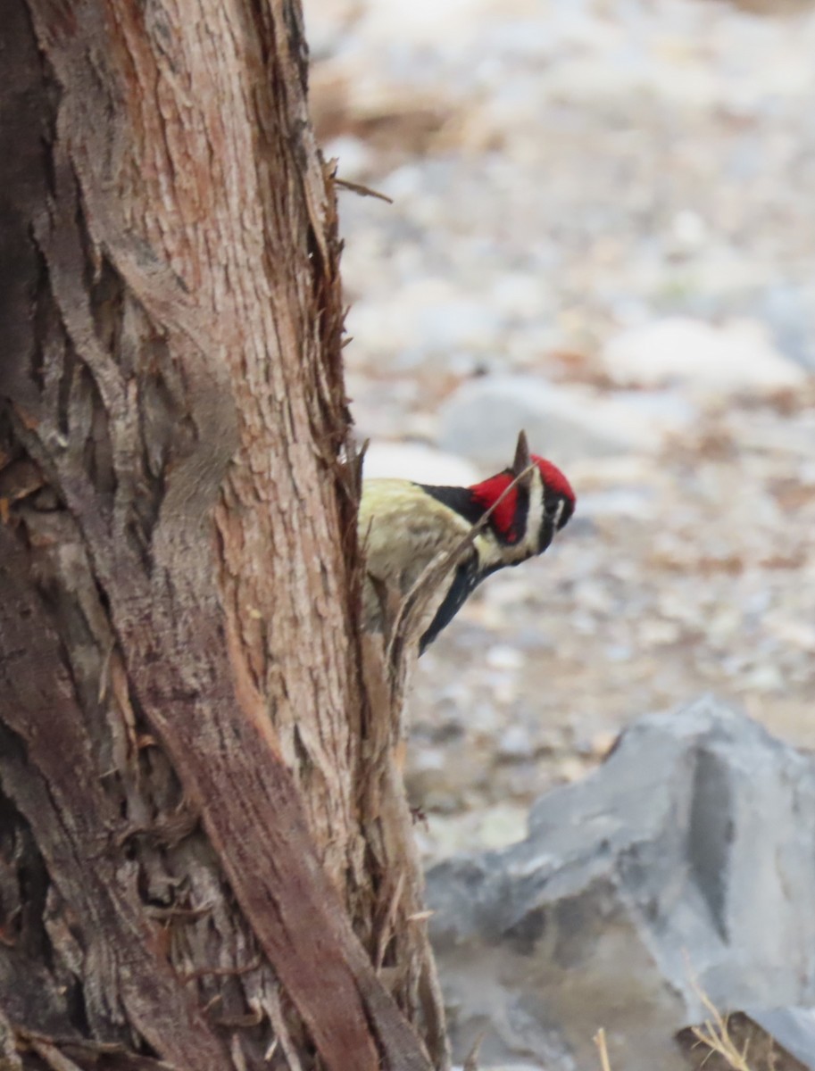 Yellow-bellied Sapsucker - ML645733663