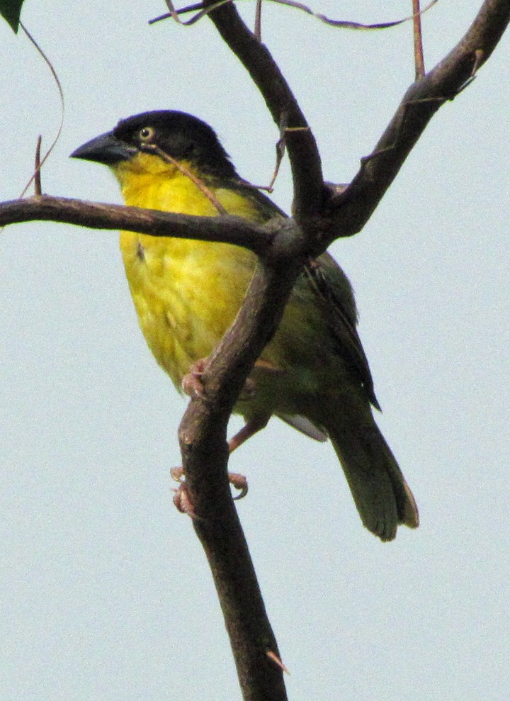 Tejedor Baglafecht - ML645733669