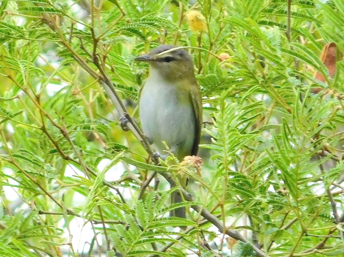 Chivi Vireo - ML645733670