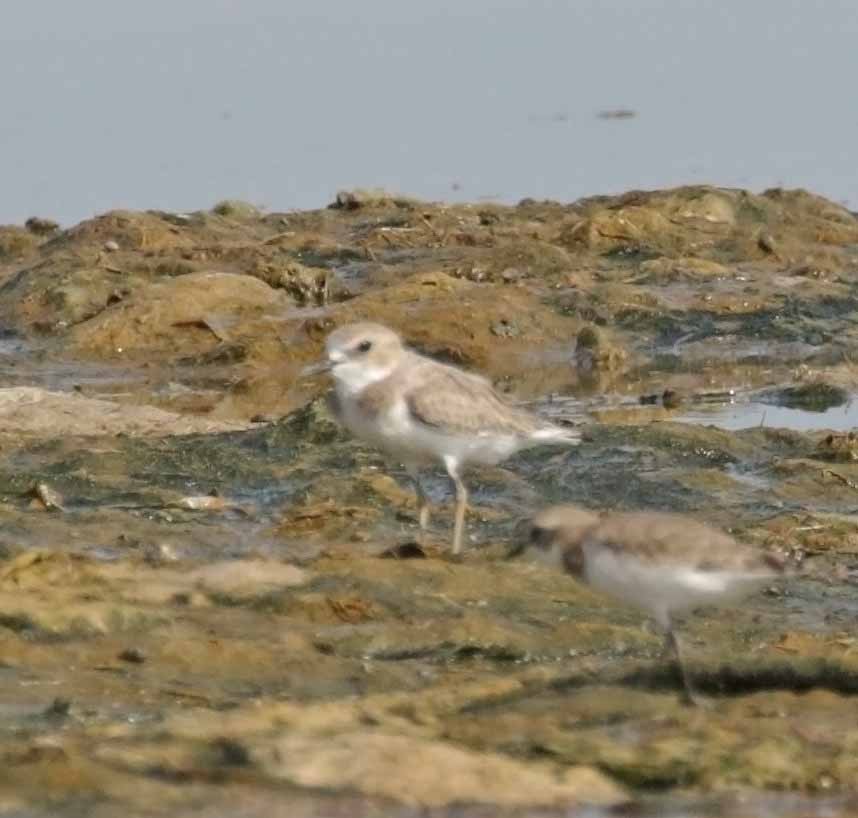 Tibet Cılıbıtı - ML645733672