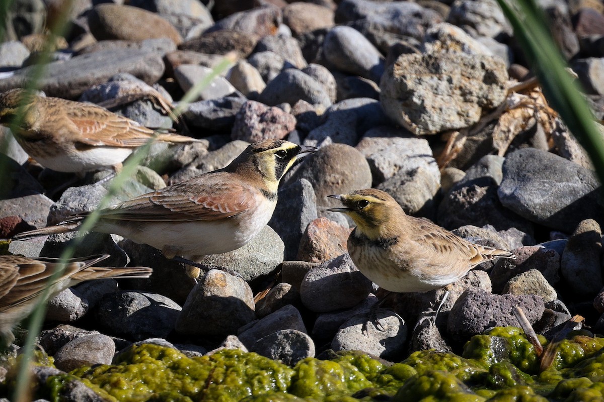 Alondra Cornuda - ML645733683