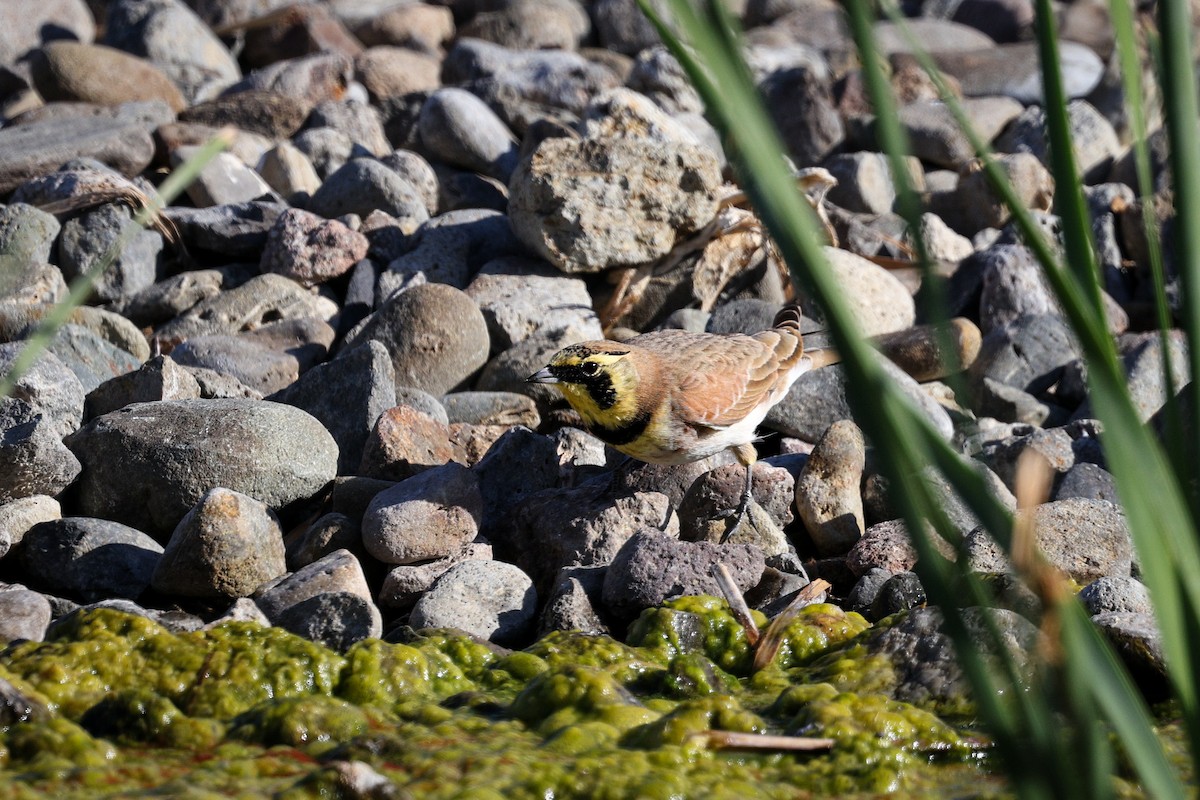 Alondra Cornuda - ML645733684