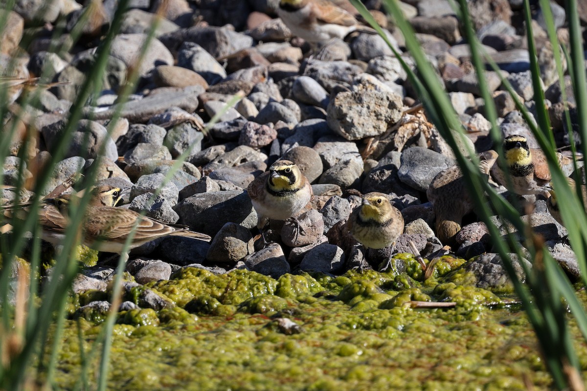 Alondra Cornuda - ML645733685