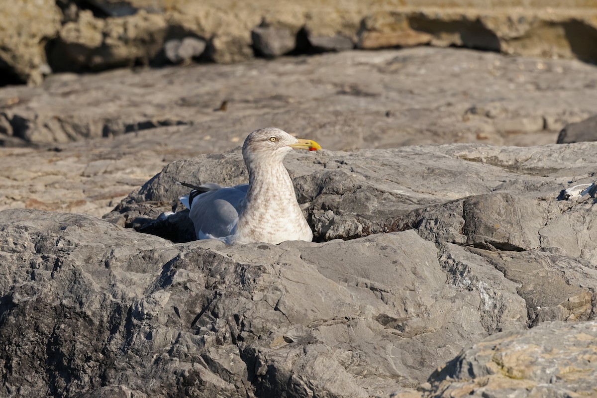 American Herring Gull - ML645733686