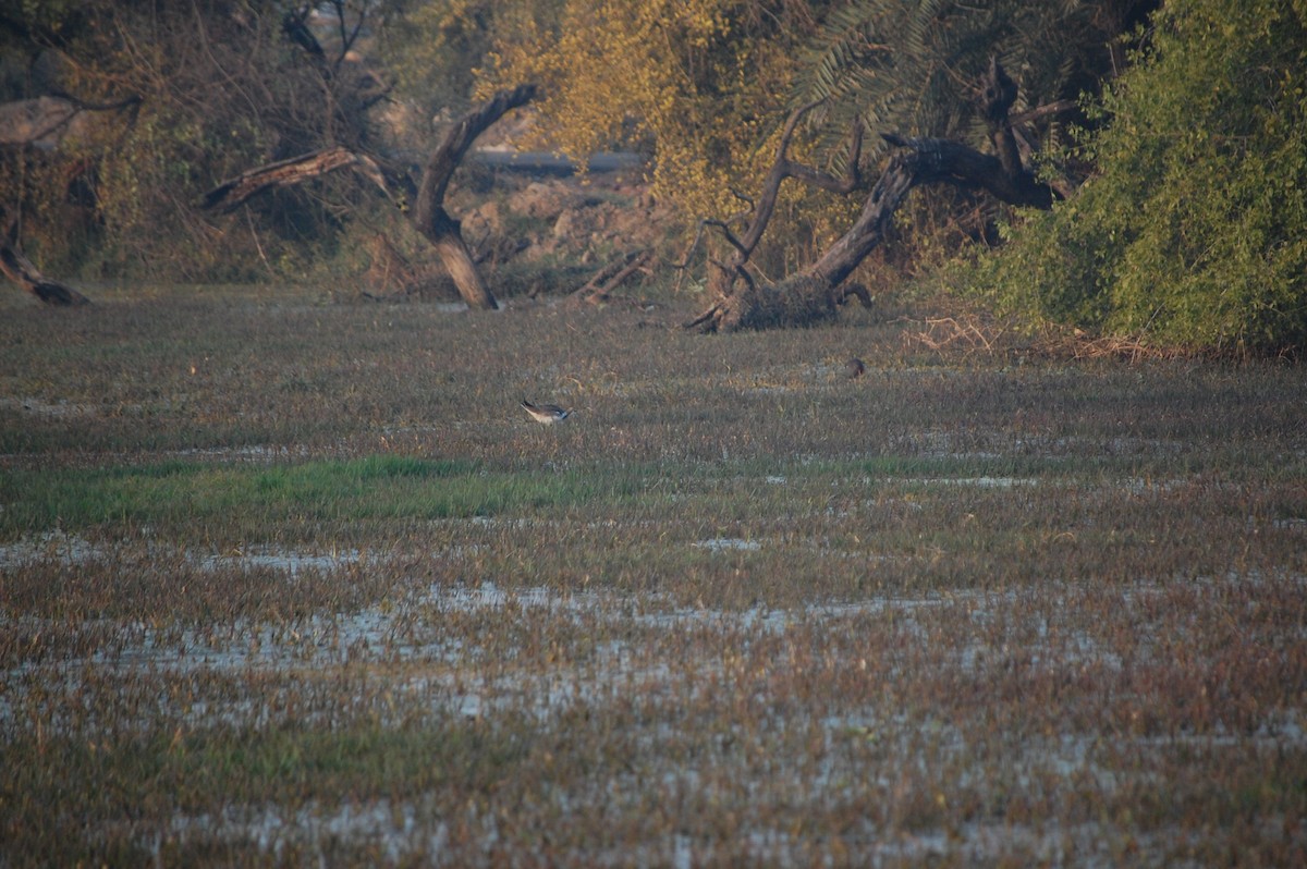 Bruchwasserläufer - ML645733709