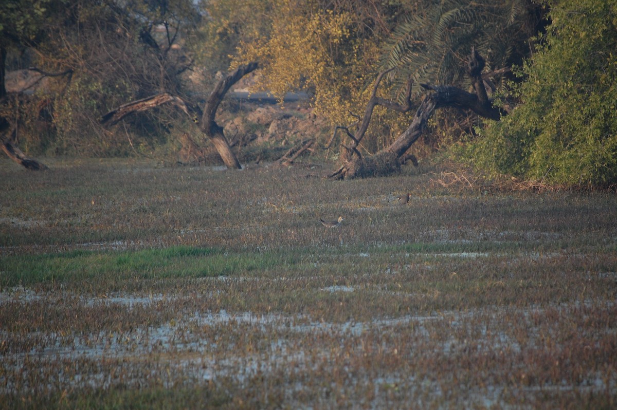 vodouš bahenní - ML645733711