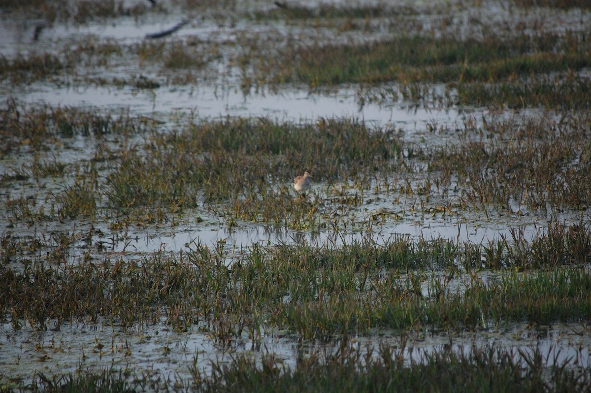 Bruchwasserläufer - ML645733712