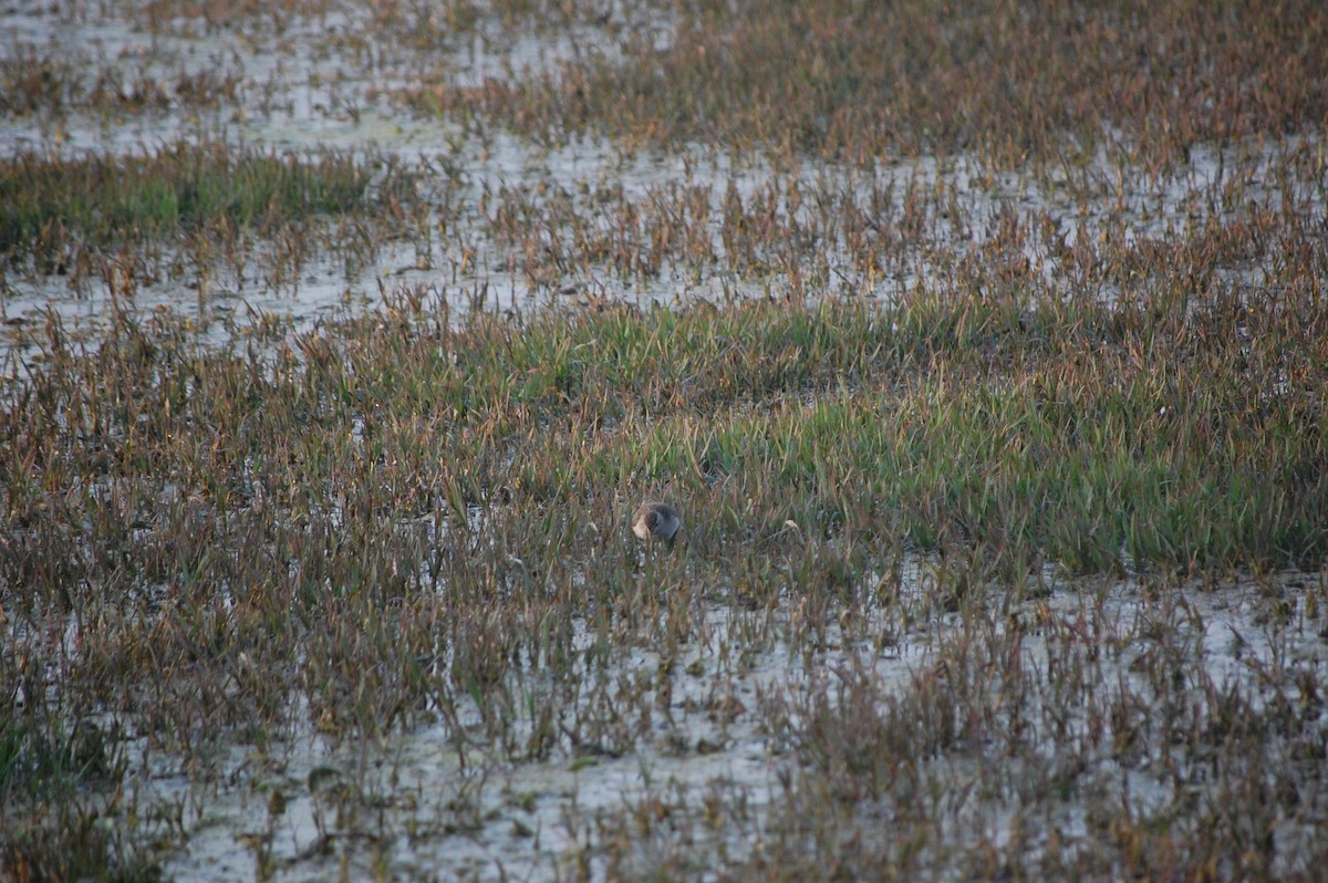 vodouš bahenní - ML645733713