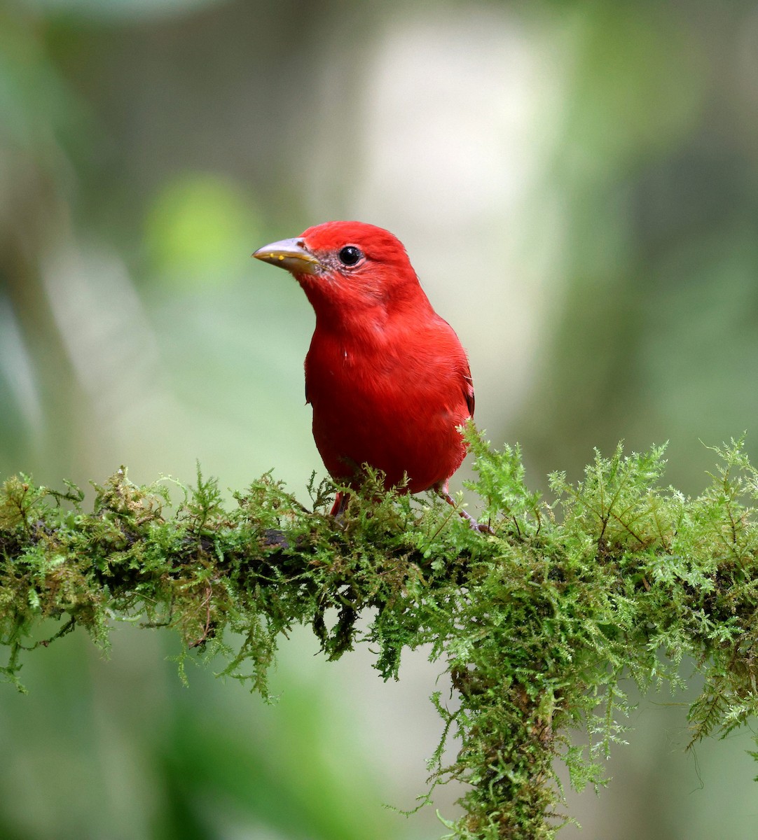 Sommerkardinal - ML645733718