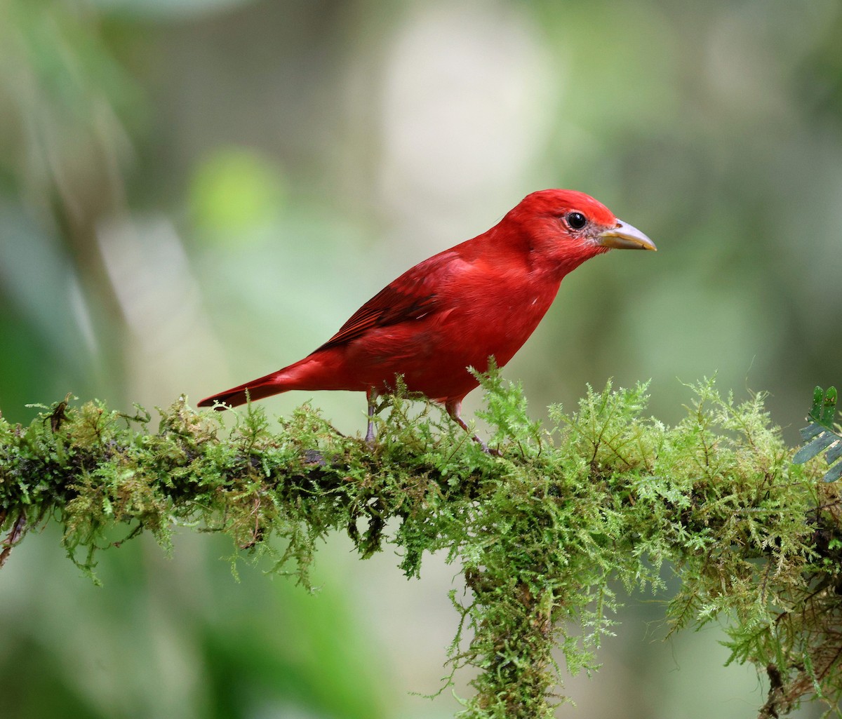 Sommerkardinal - ML645733720