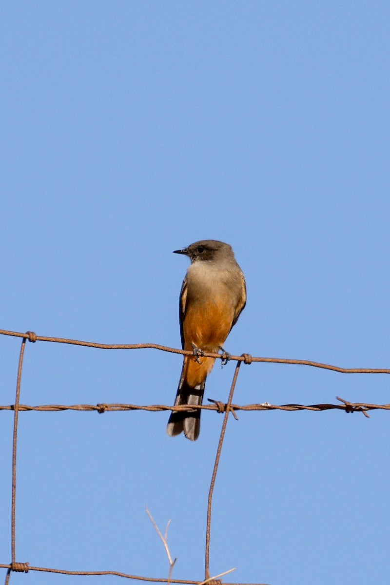 Zimtbauch-Phoebetyrann - ML645733737