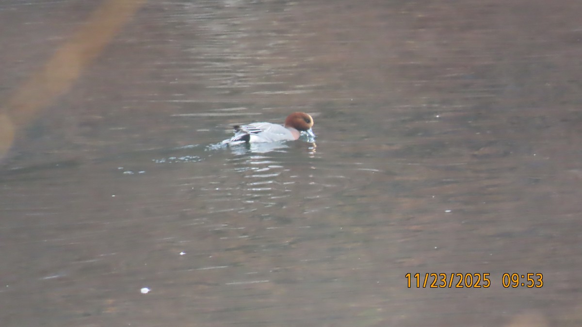 Pfeifente - ML645733738