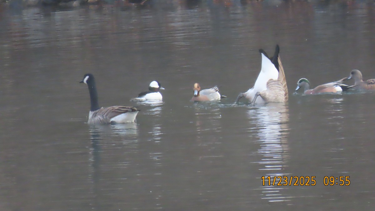 Pfeifente - ML645733739