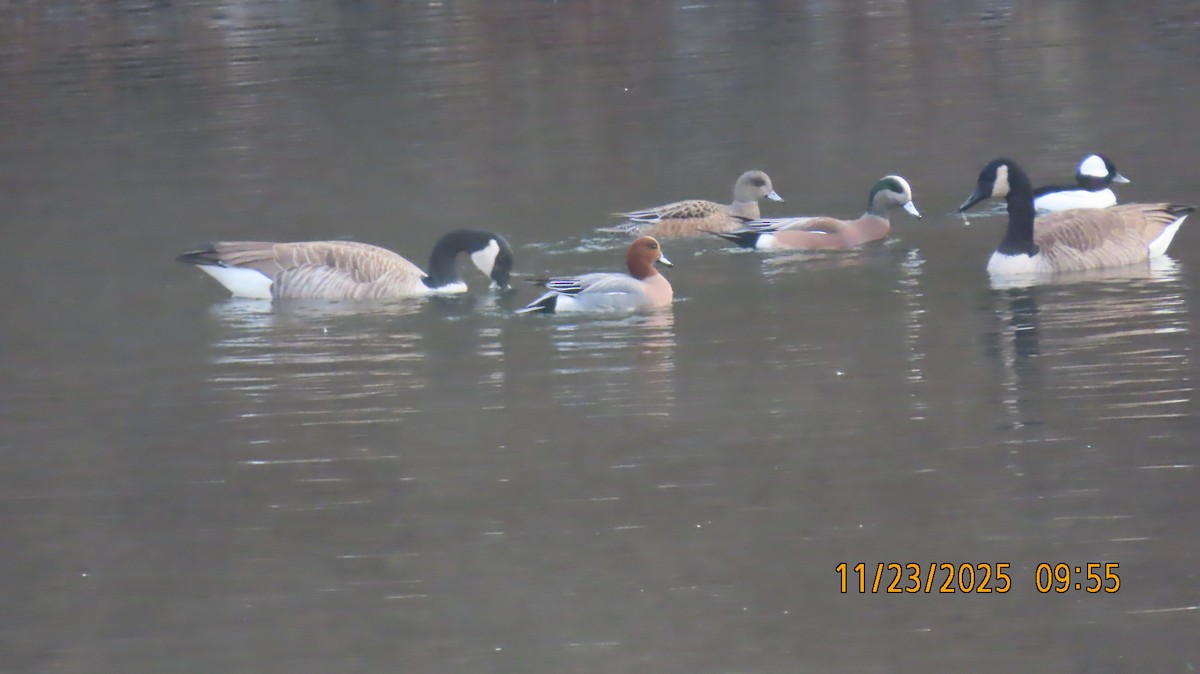 Pfeifente - ML645733740