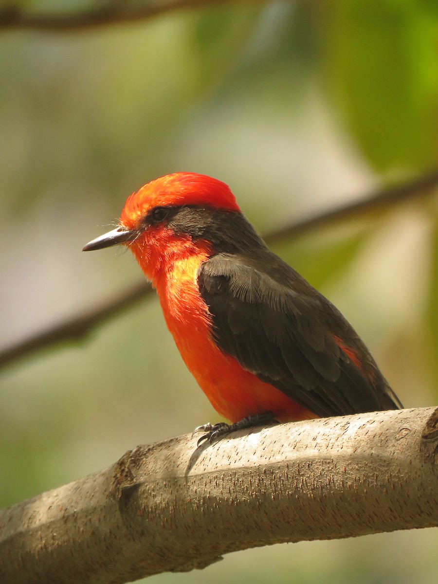 Rubintyrann - ML645733743