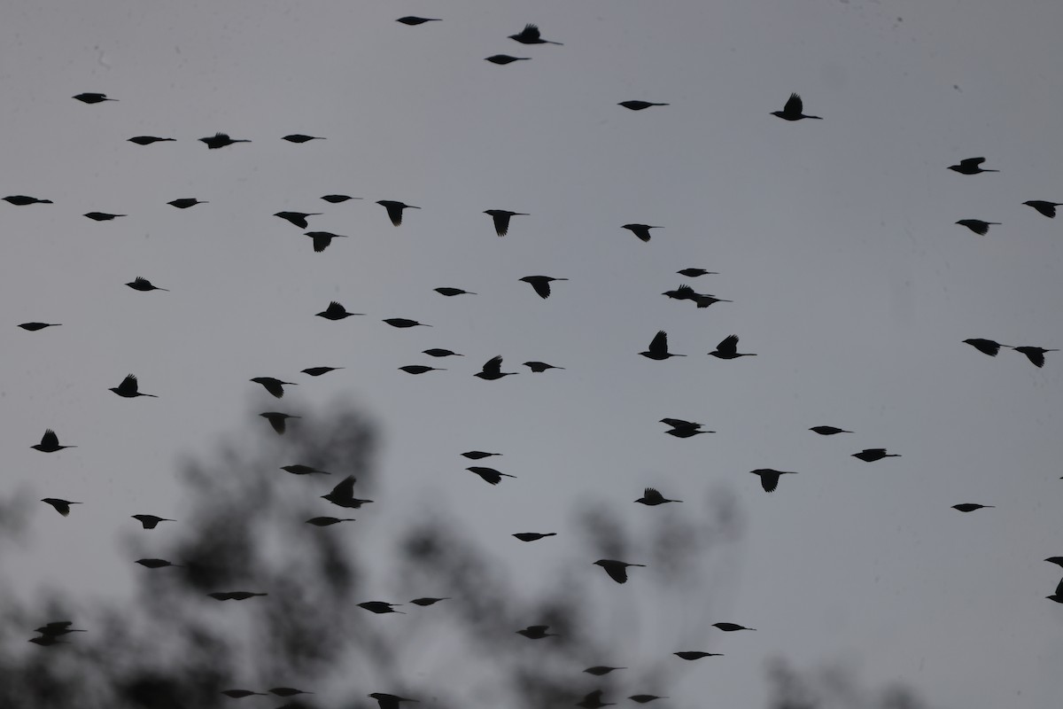 Purpurgrackel - ML645733751