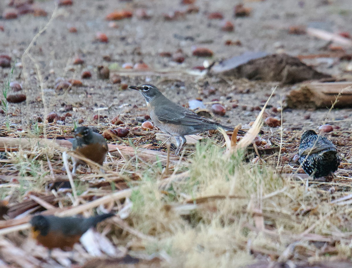 Wanderdrossel - ML645733752