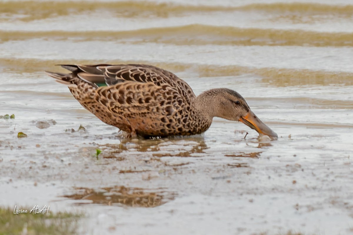 Löffelente - ML645733753