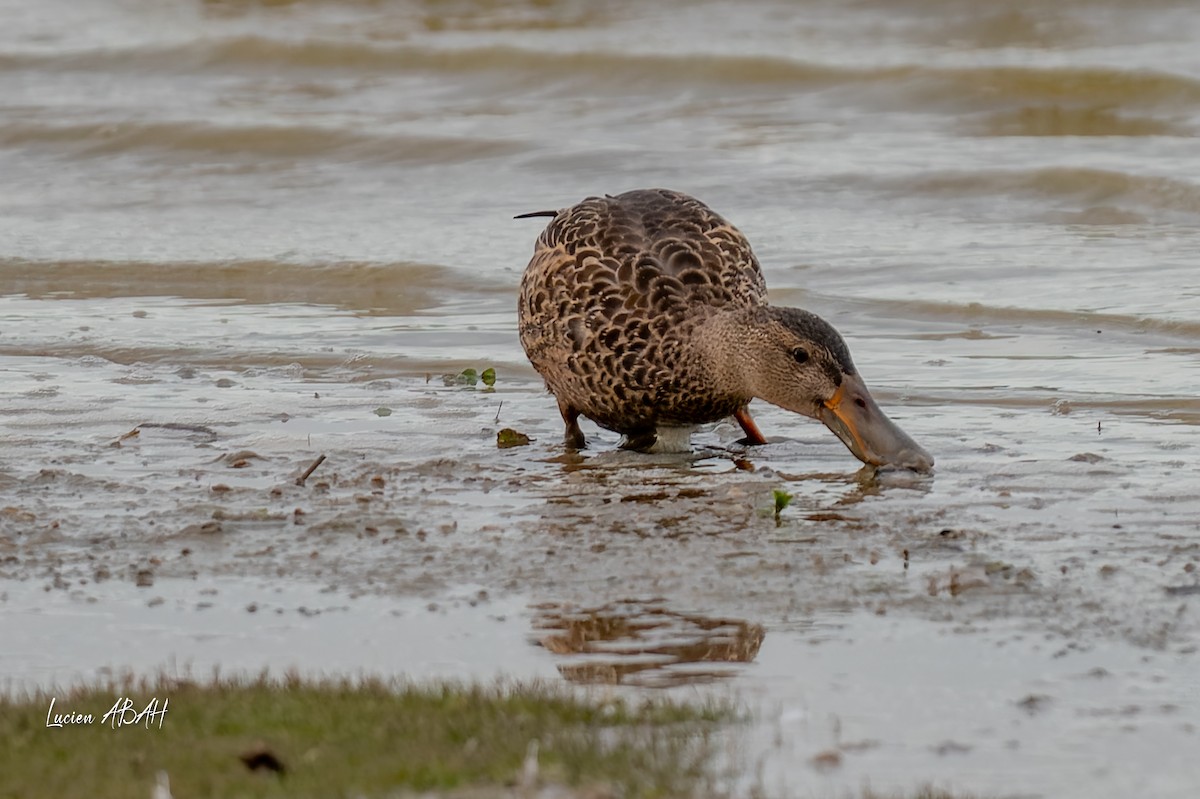 Löffelente - ML645733754