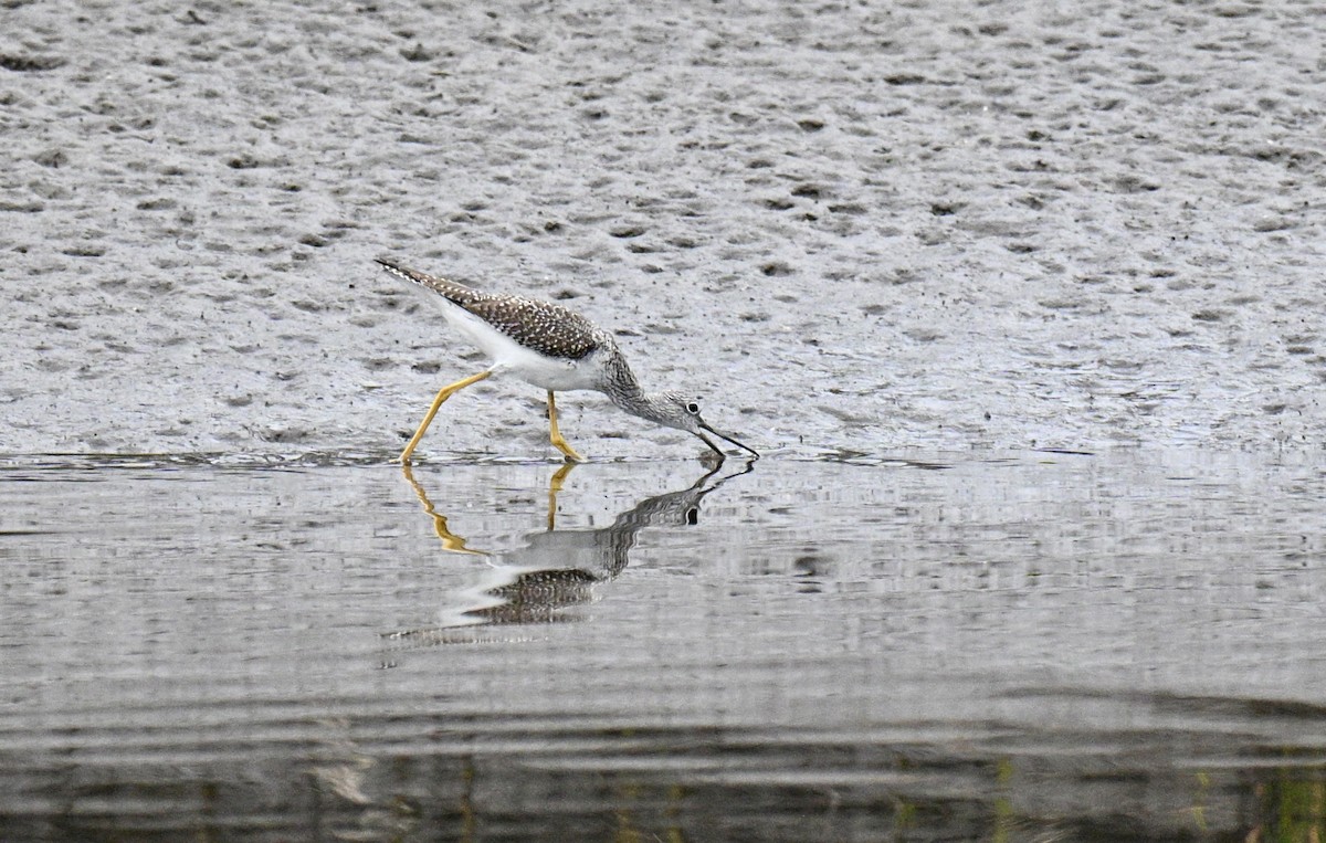 Tüpfelgelbschenkel - ML645733755