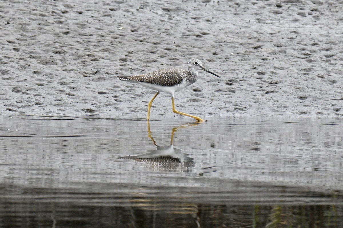 Tüpfelgelbschenkel - ML645733756