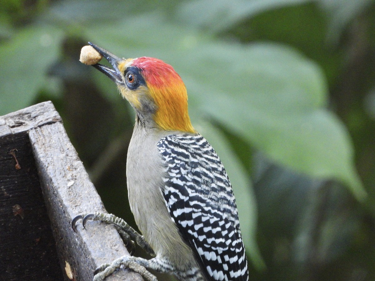 Goldwangenspecht - ML645733759