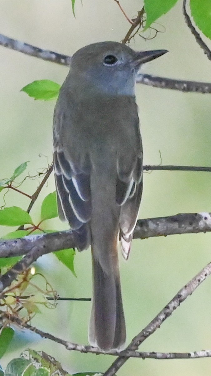 Gelbbauch-Schopftyrann - ML645733762