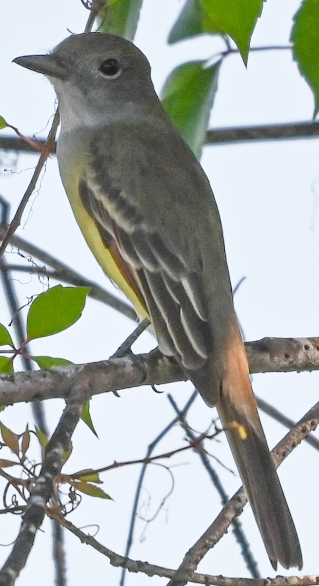 Gelbbauch-Schopftyrann - ML645733763