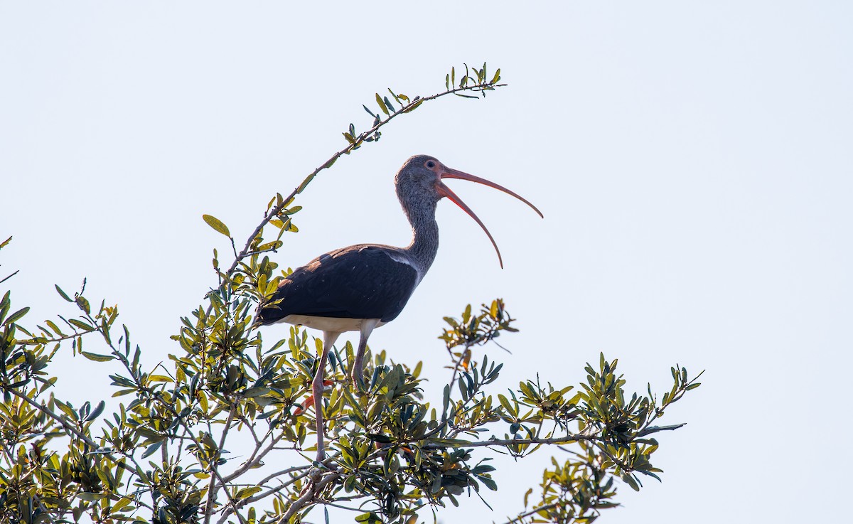 Schneesichler - ML645733764