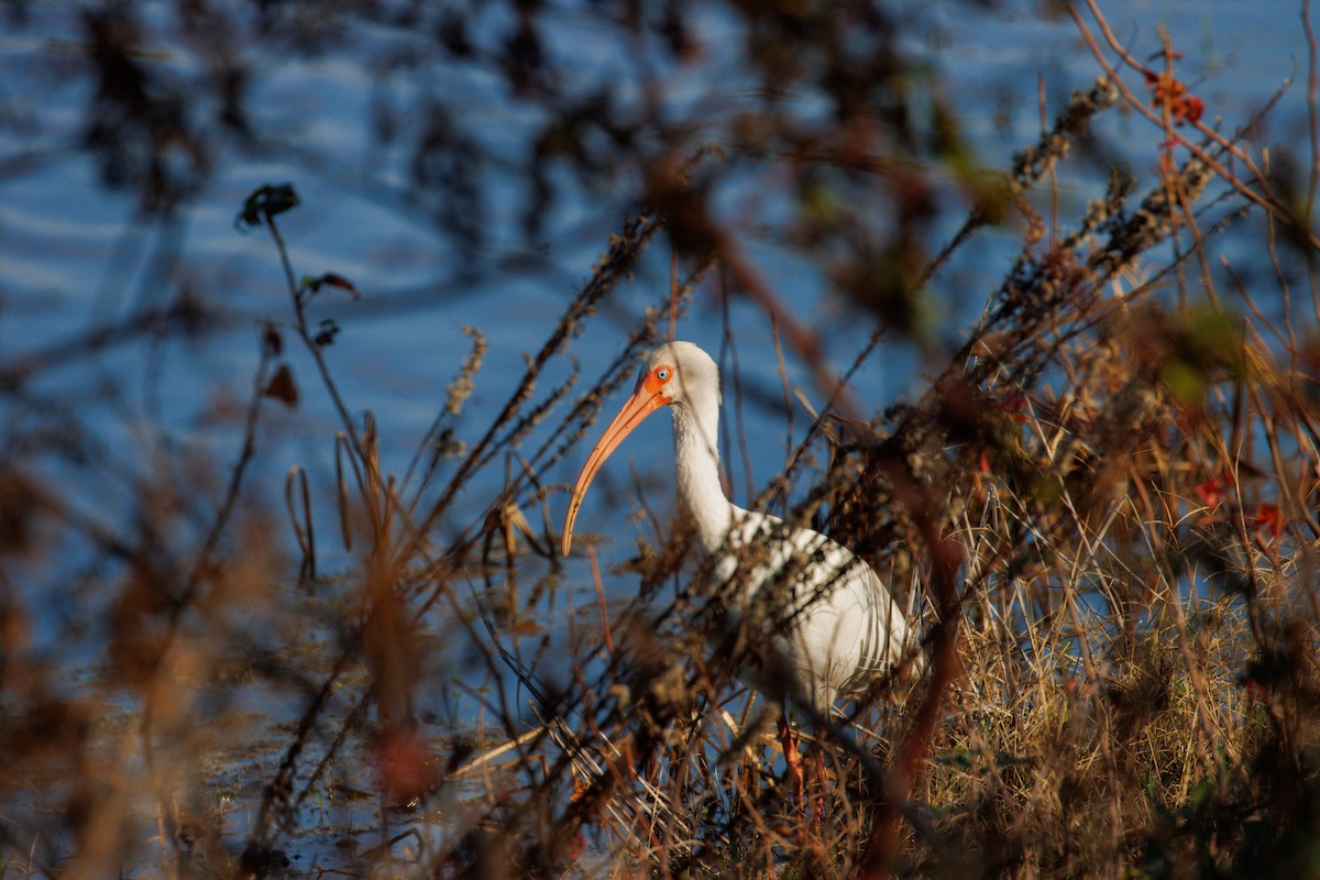 Schneesichler - ML645733765