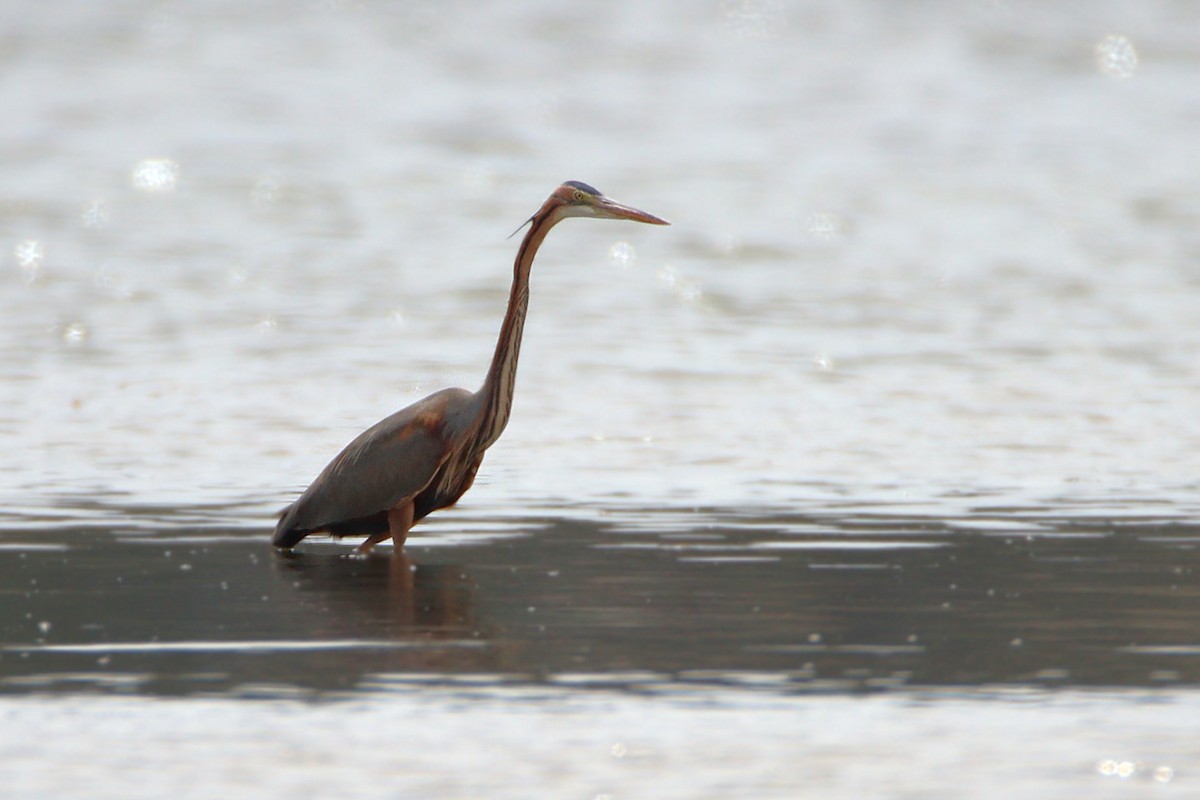 volavka červená - ML645733773