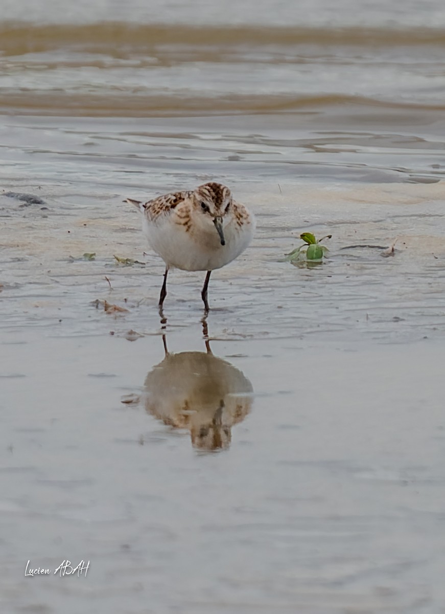 Little Stint - ML645733809