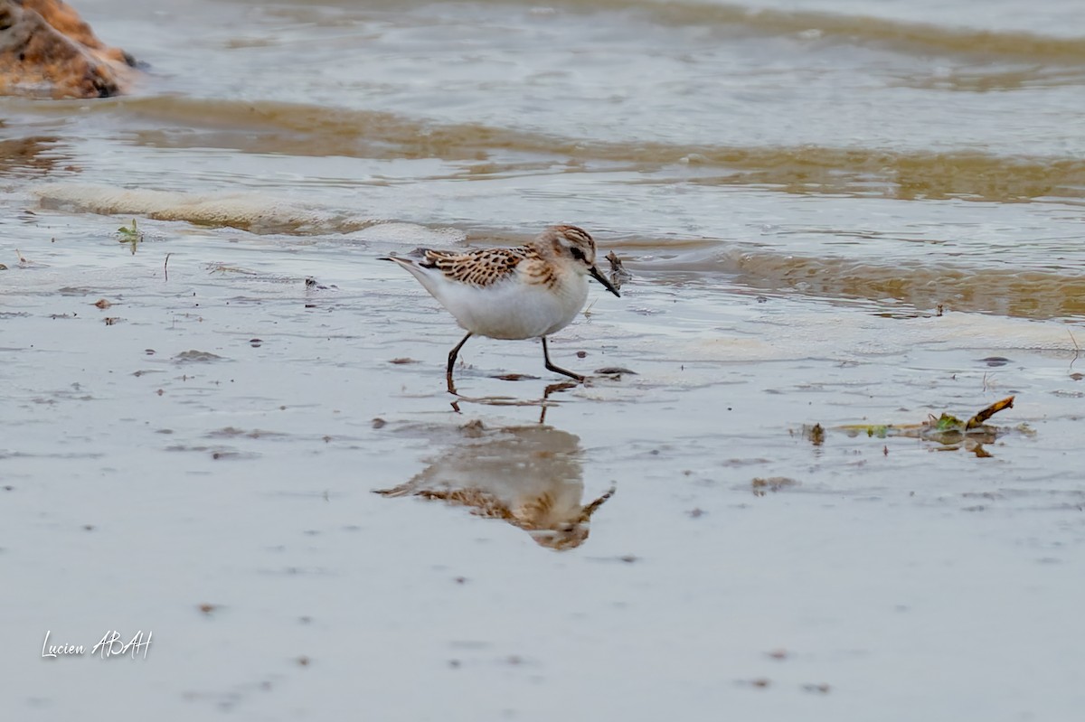 Little Stint - ML645733810