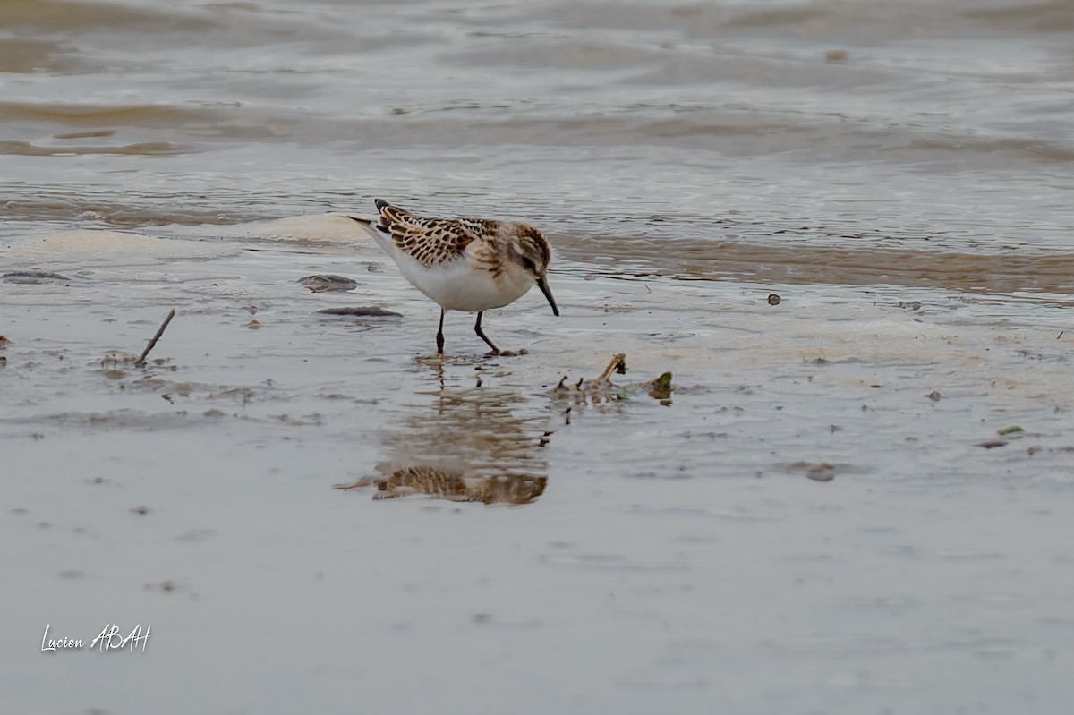 Little Stint - ML645733811