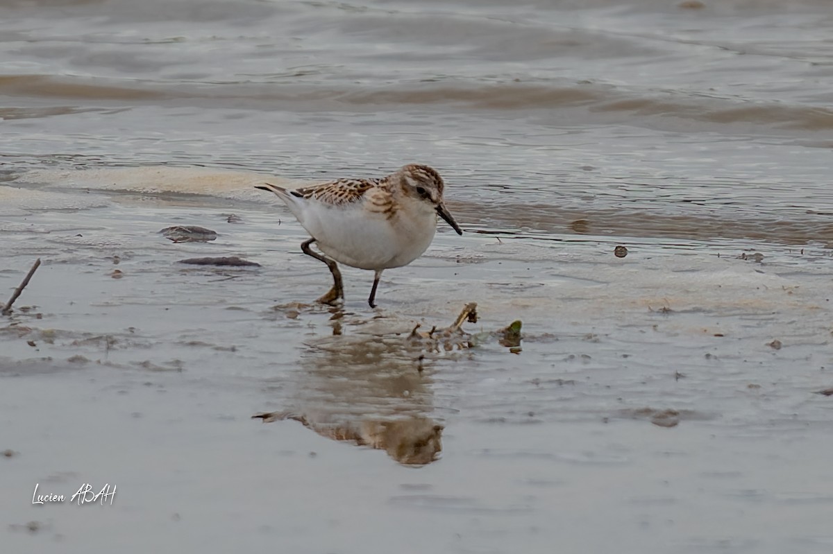 Little Stint - ML645733812