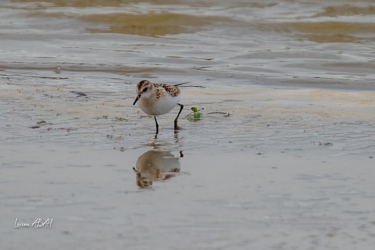 Little Stint - ML645733813