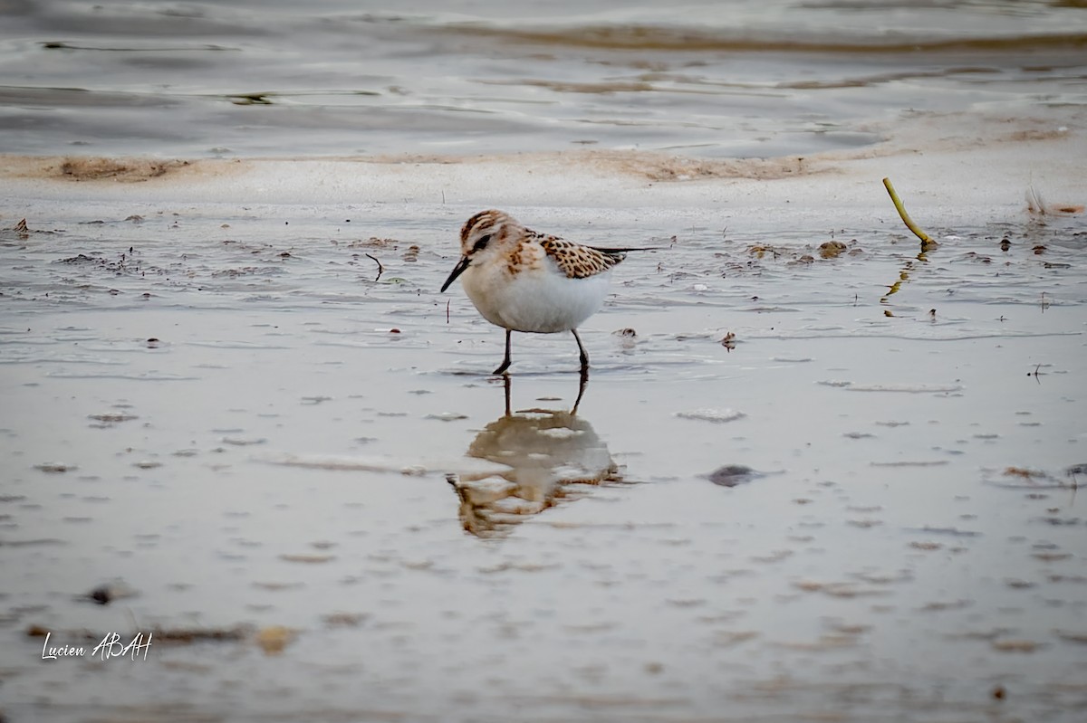 Little Stint - ML645733815