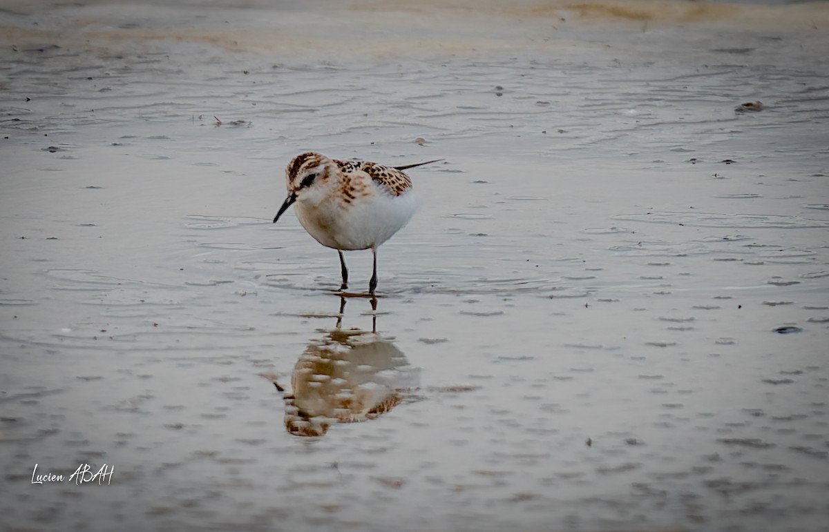 Little Stint - ML645733817