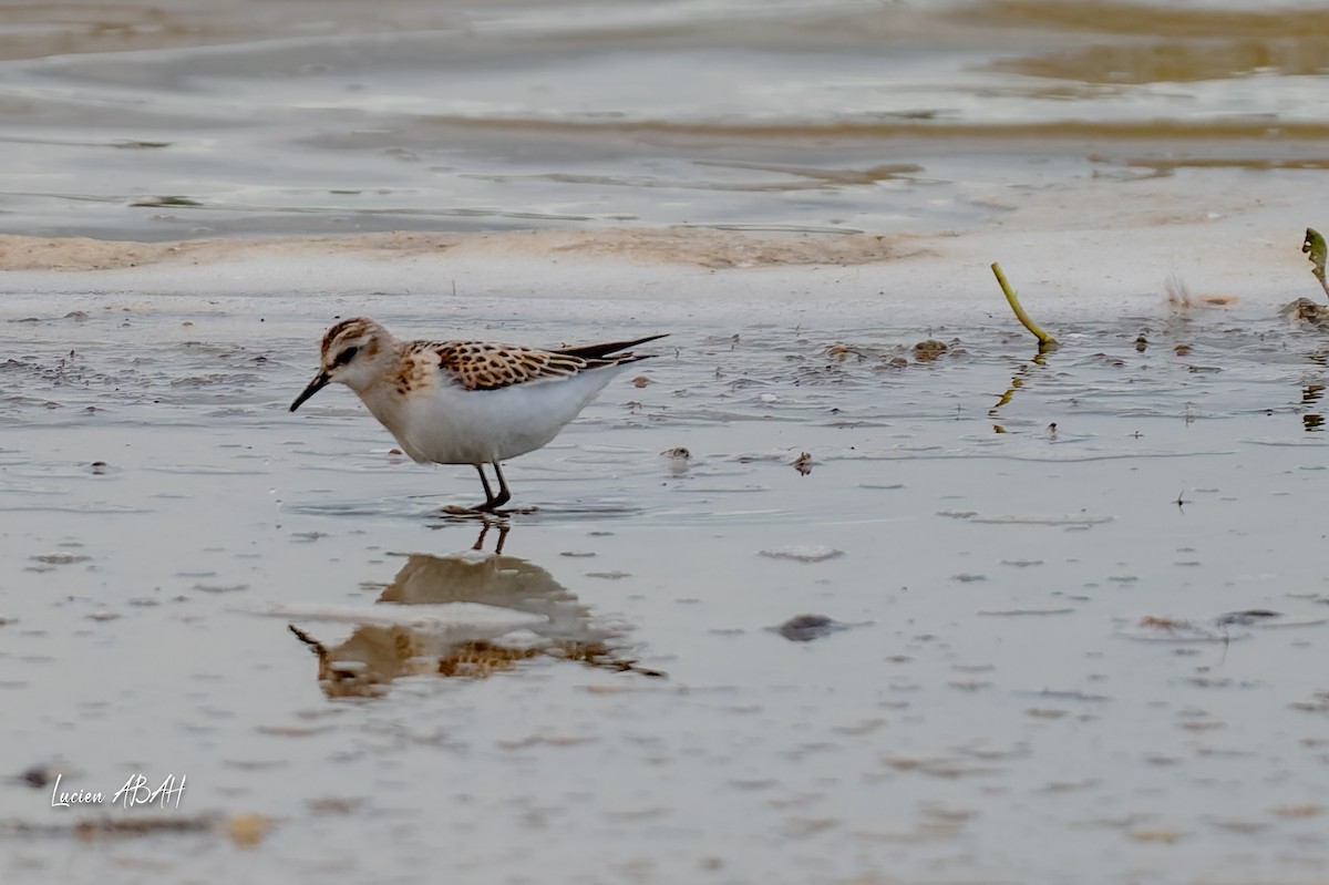 Little Stint - ML645733818