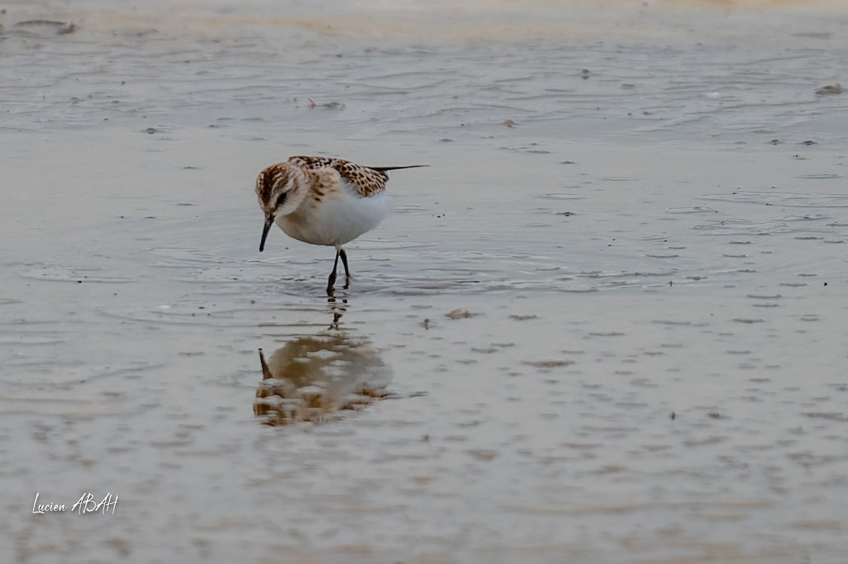 Little Stint - ML645733819